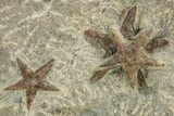 Wide Slab With + Fossil Starfish & Trilobites #234590-7